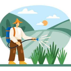 asian man in uniform spraying rice bushes with special solution or fertilizer